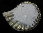 Pyritized Pleuroceras Ammonite - Germany #33034-1